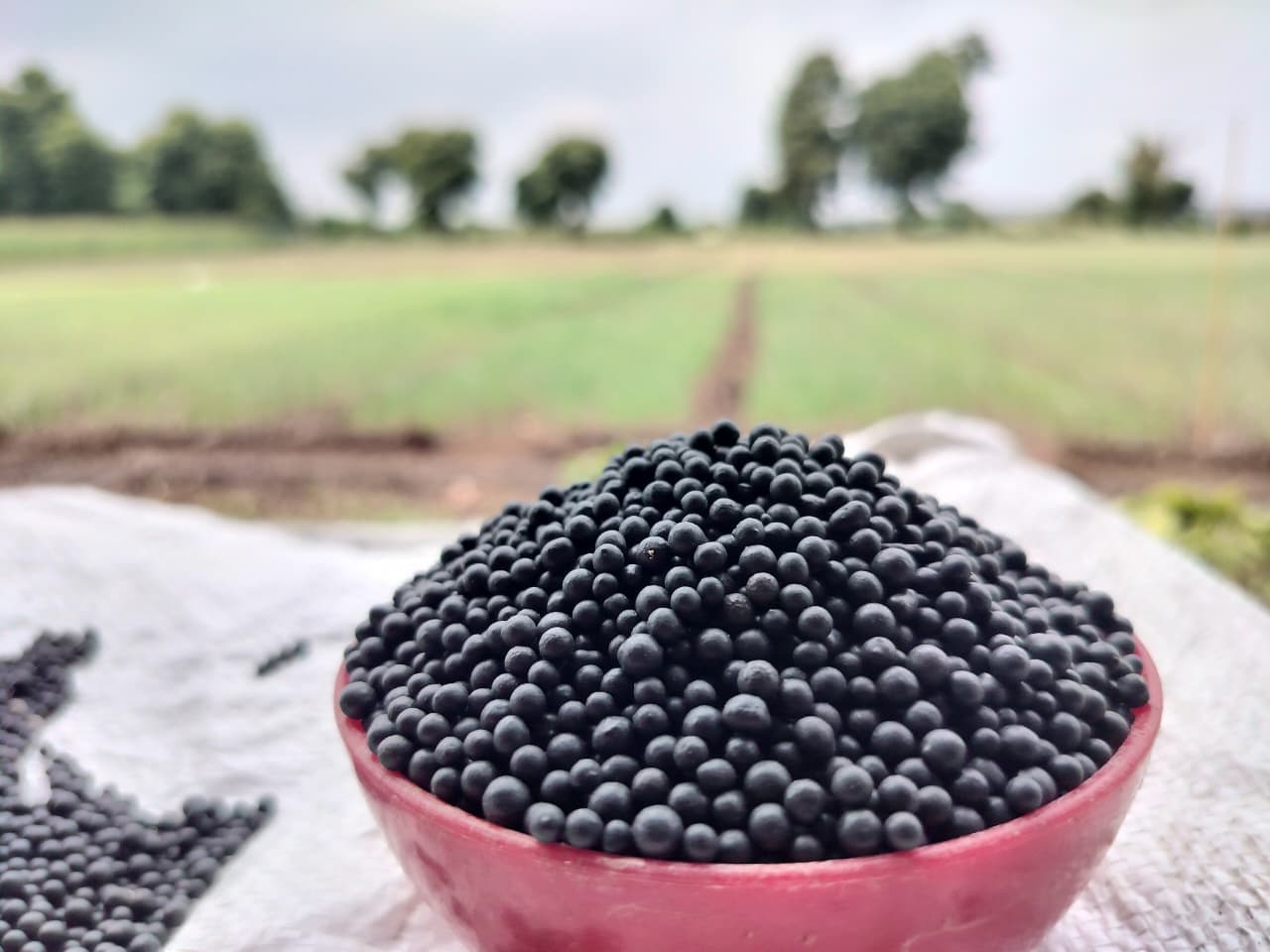 Bentonite Black Ball Granules